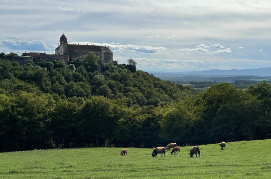 Burg im Hintergrund von Kühen auf einer Weide