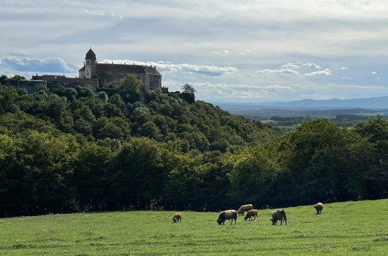 Burg im Hintergrund von Kühen auf einer Weide
